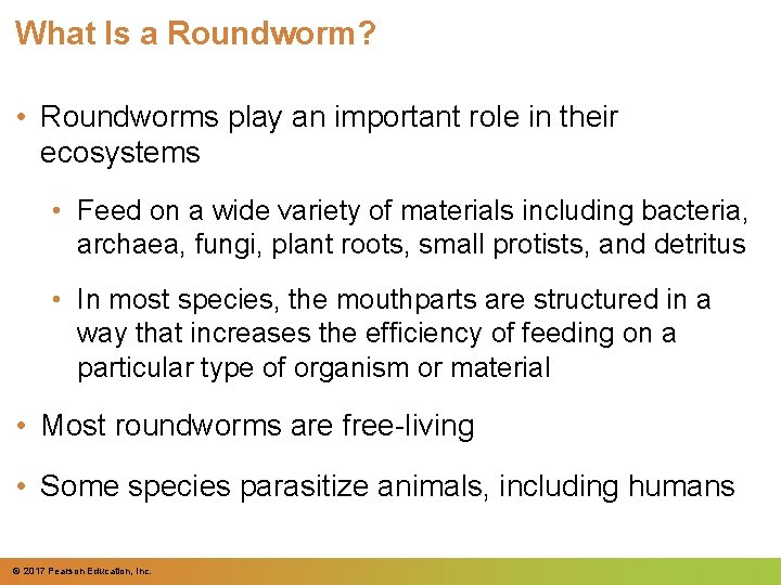 What Is a Roundworm? • Roundworms play an important role in their ecosystems •