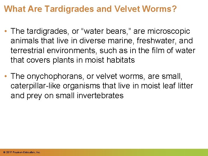 What Are Tardigrades and Velvet Worms? • The tardigrades, or “water bears, ” are