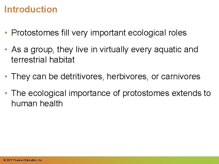 Introduction • Protostomes fill very important ecological roles • As a group, they live