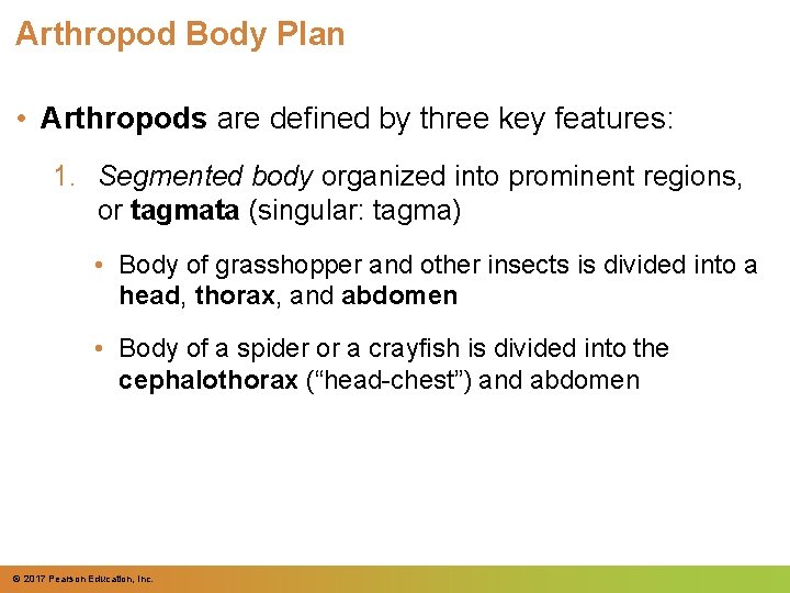 Arthropod Body Plan • Arthropods are defined by three key features: 1. Segmented body