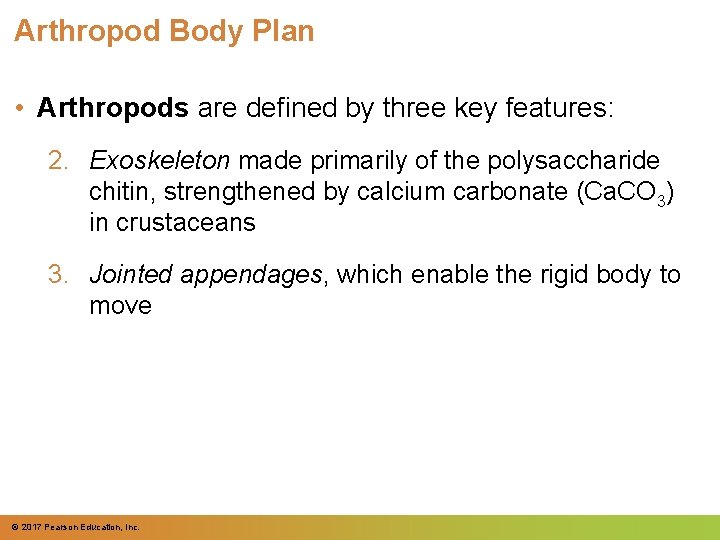 Arthropod Body Plan • Arthropods are defined by three key features: 2. Exoskeleton made