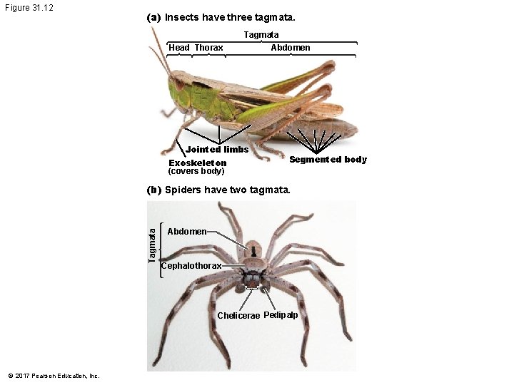 Figure 31. 12 (a) Insects have three tagmata. Head Thorax Tagmata Abdomen Jointed limbs