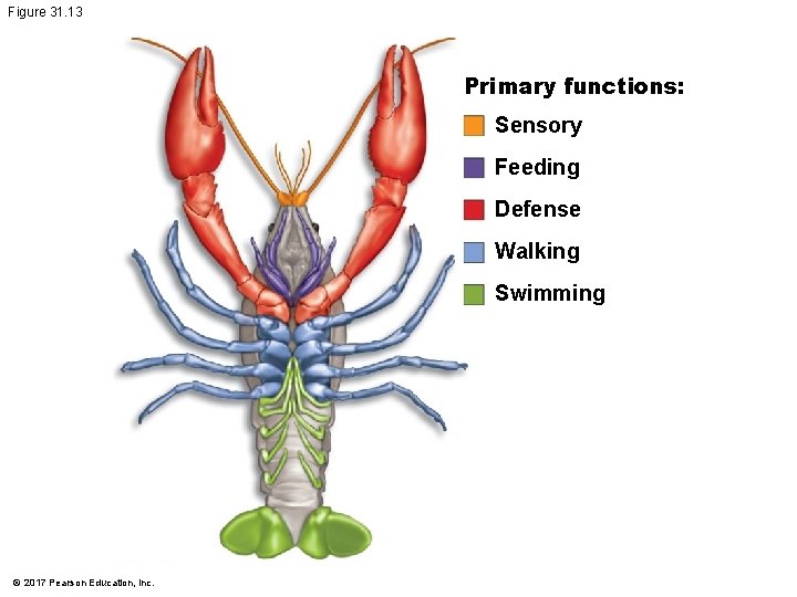 Figure 31. 13 Primary functions: Sensory Feeding Defense Walking Swimming © 2017 Pearson Education,