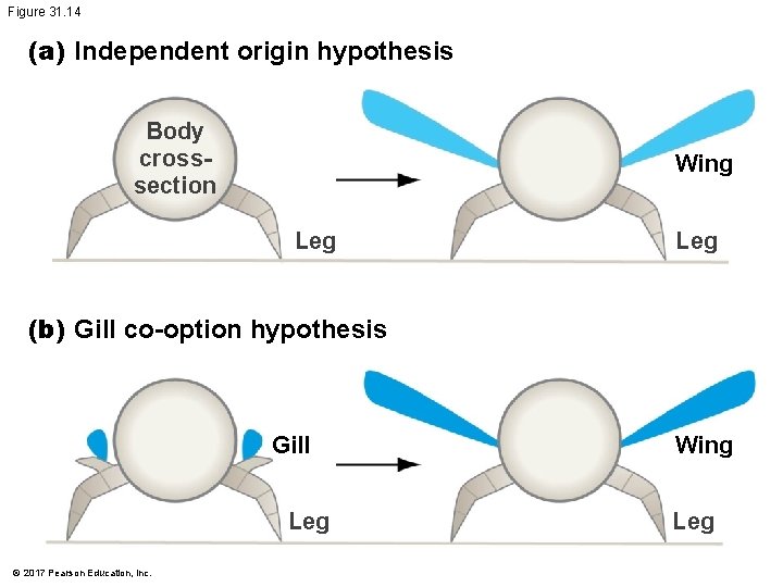 Figure 31. 14 (a) Independent origin hypothesis Body crosssection Wing Leg (b) Gill co-option