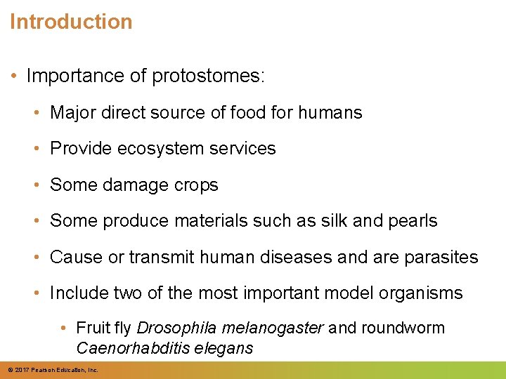 Introduction • Importance of protostomes: • Major direct source of food for humans •