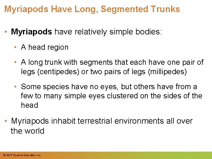 Myriapods Have Long, Segmented Trunks • Myriapods have relatively simple bodies: • A head