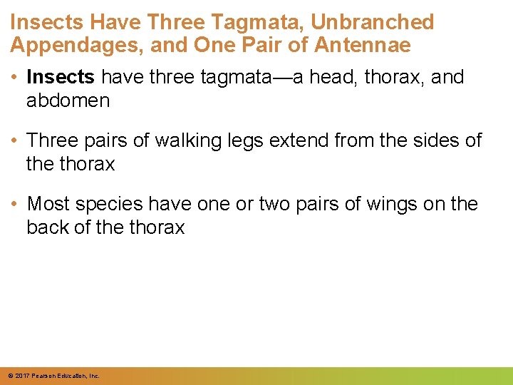 Insects Have Three Tagmata, Unbranched Appendages, and One Pair of Antennae • Insects have