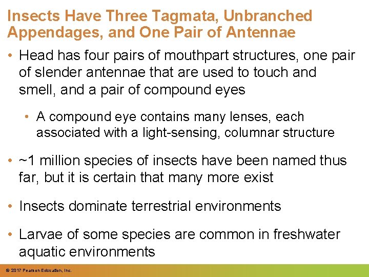 Insects Have Three Tagmata, Unbranched Appendages, and One Pair of Antennae • Head has