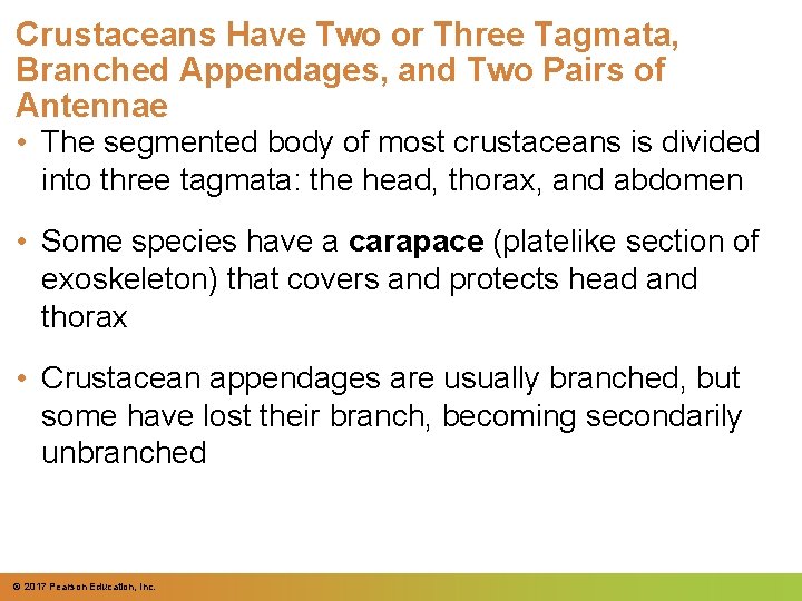 Crustaceans Have Two or Three Tagmata, Branched Appendages, and Two Pairs of Antennae •