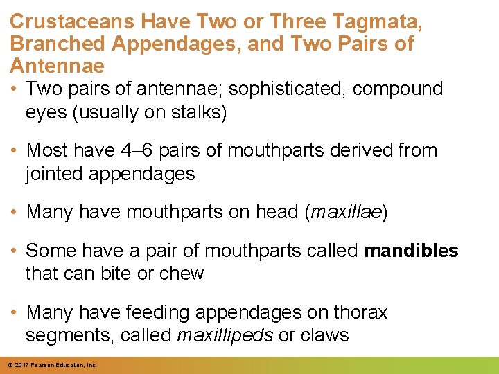 Crustaceans Have Two or Three Tagmata, Branched Appendages, and Two Pairs of Antennae •