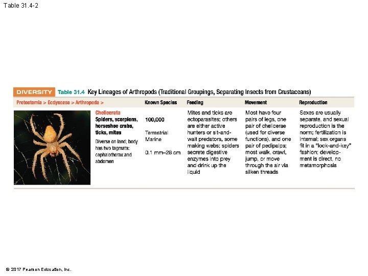 Table 31. 4 -2 © 2017 Pearson Education, Inc. 