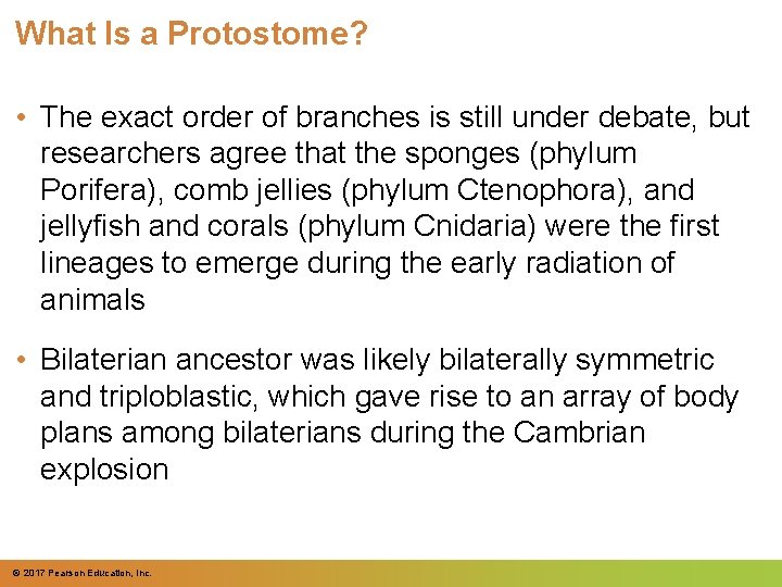 What Is a Protostome? • The exact order of branches is still under debate,
