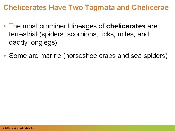 Chelicerates Have Two Tagmata and Chelicerae • The most prominent lineages of chelicerates are