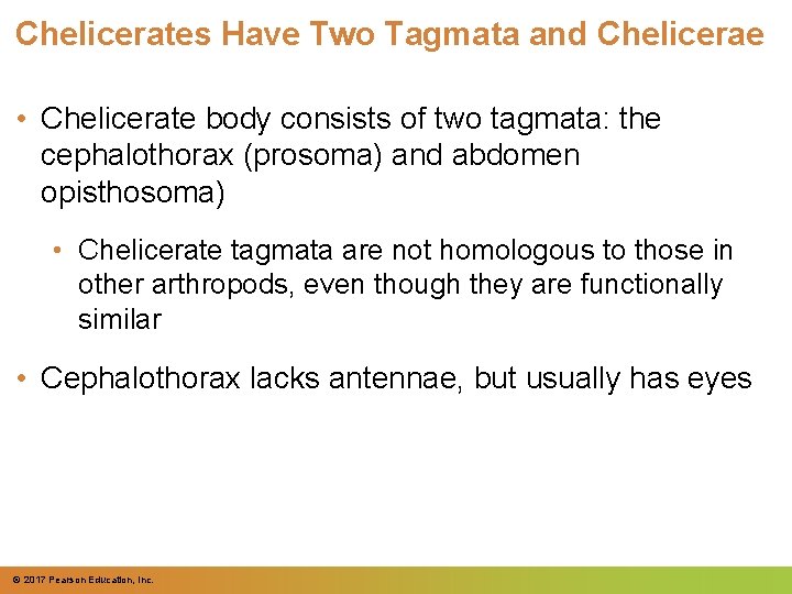 Chelicerates Have Two Tagmata and Chelicerae • Chelicerate body consists of two tagmata: the