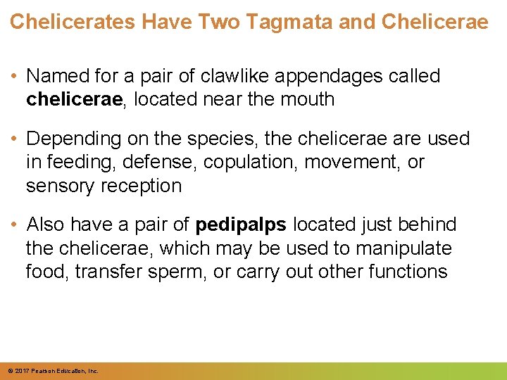 Chelicerates Have Two Tagmata and Chelicerae • Named for a pair of clawlike appendages