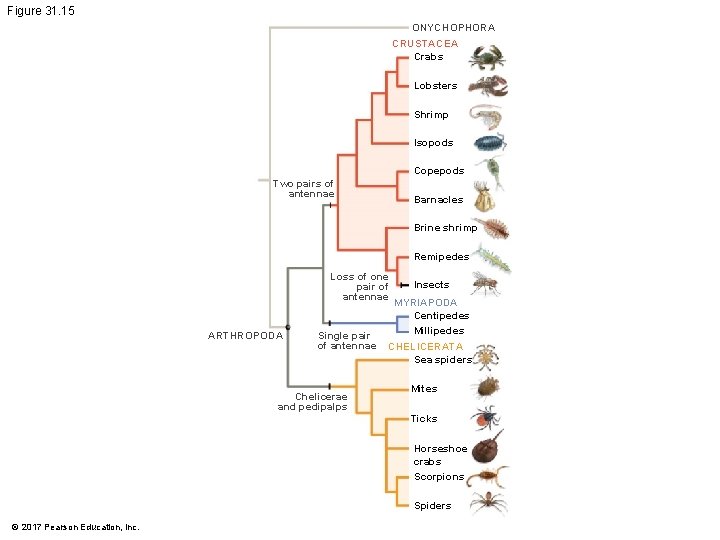 Figure 31. 15 ONYCHOPHORA CRUSTACEA Crabs Lobsters Shrimp Isopods Copepods Two pairs of antennae