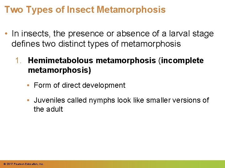 Two Types of Insect Metamorphosis • In insects, the presence or absence of a