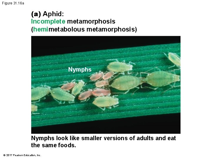Figure 31. 16 a (a) Aphid: Incomplete metamorphosis (hemimetabolous metamorphosis) Nymphs look like smaller