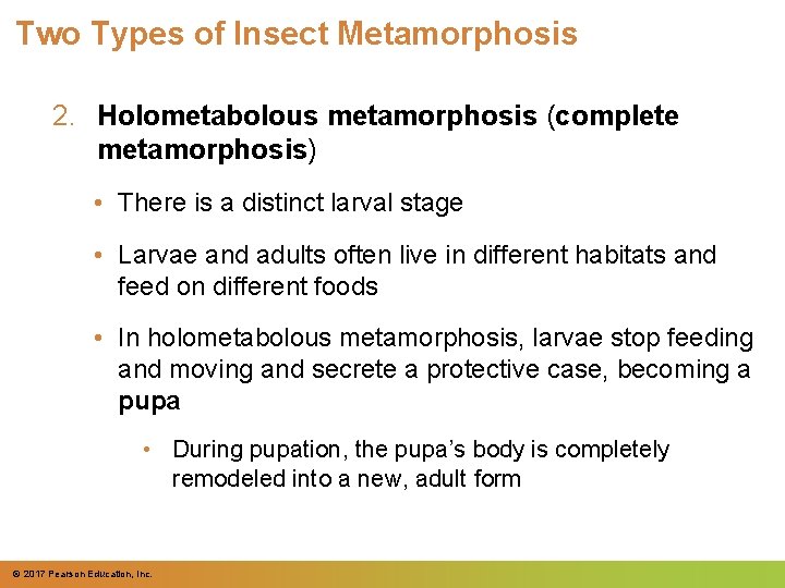 Two Types of Insect Metamorphosis 2. Holometabolous metamorphosis (complete metamorphosis) • There is a