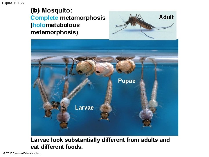 Figure 31. 16 b (b) Mosquito: Complete metamorphosis (holometabolous metamorphosis) Adult Pupae Larvae look