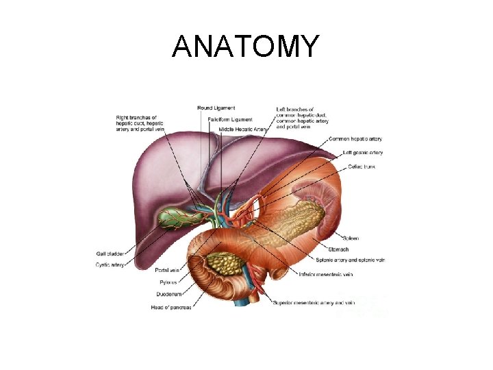 ANATOMY 