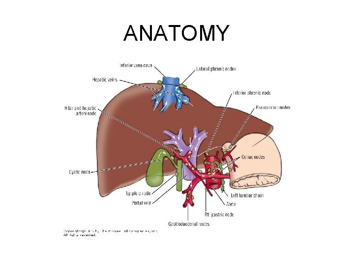 ANATOMY 