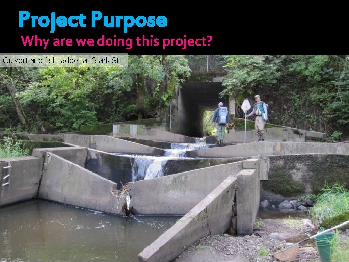 Project Purpose Why are we doing this project? Culvert and fish ladder at Stark