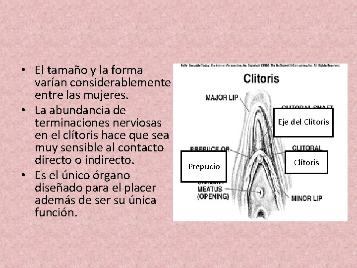  • El tamaño y la forma varían considerablemente entre las mujeres. • La