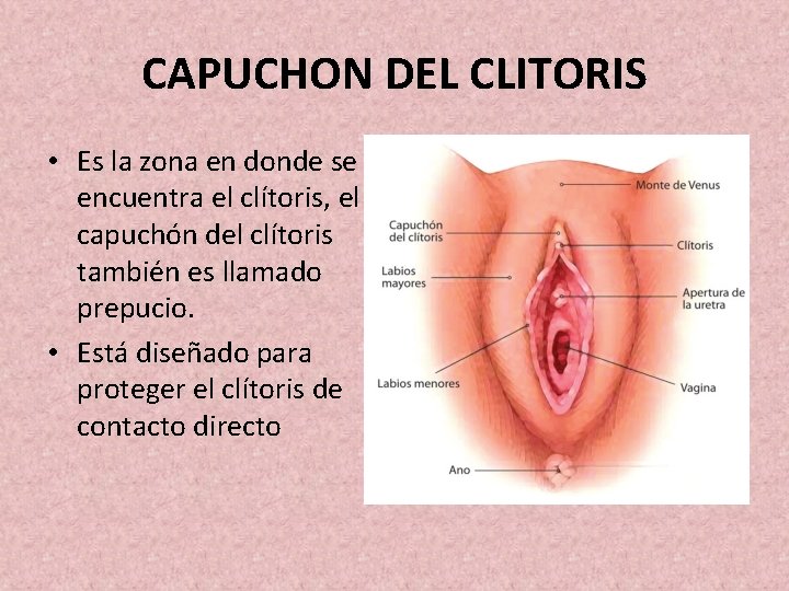 CAPUCHON DEL CLITORIS • Es la zona en donde se encuentra el clítoris, el