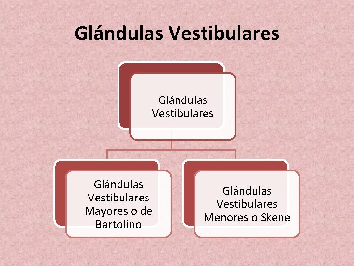 Glándulas Vestibulares Mayores o de Bartolino Glándulas Vestibulares Menores o Skene 