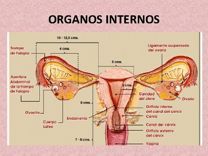 ORGANOS INTERNOS 