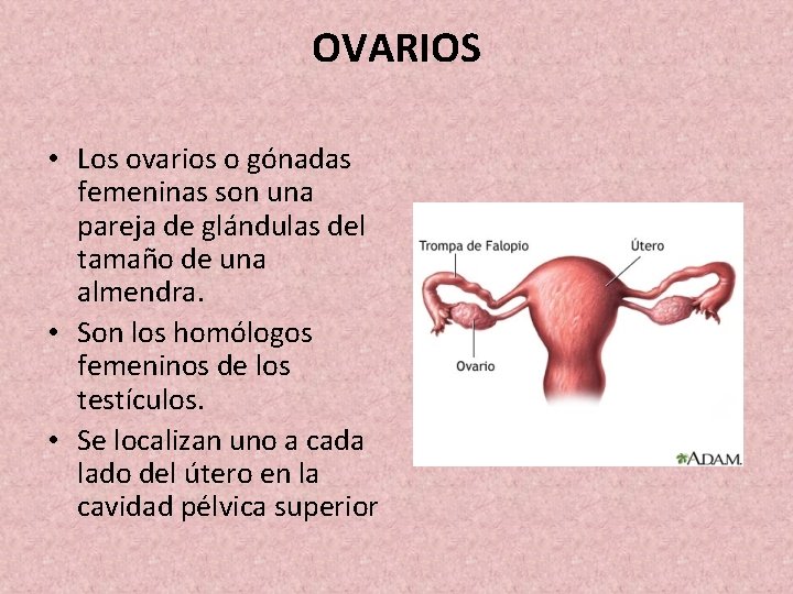 OVARIOS • Los ovarios o gónadas femeninas son una pareja de glándulas del tamaño