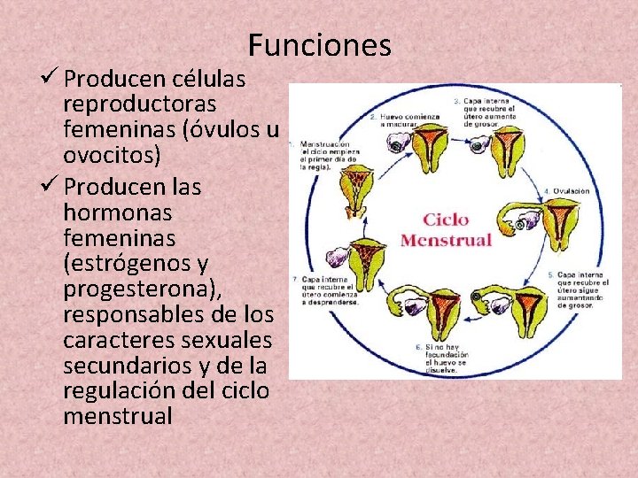 Funciones ü Producen células reproductoras femeninas (óvulos u ovocitos) ü Producen las hormonas femeninas