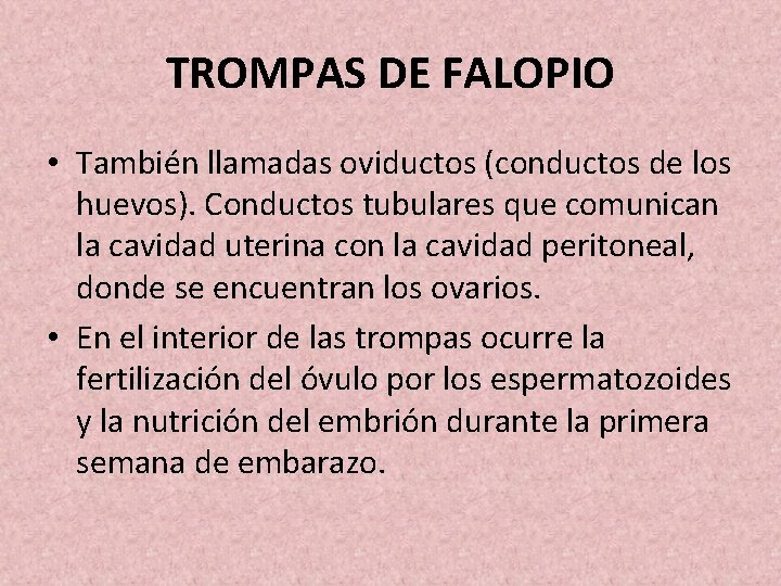 TROMPAS DE FALOPIO • También llamadas oviductos (conductos de los huevos). Conductos tubulares que