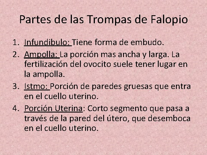 Partes de las Trompas de Falopio 1. Infundibulo: Tiene forma de embudo. 2. Ampolla: