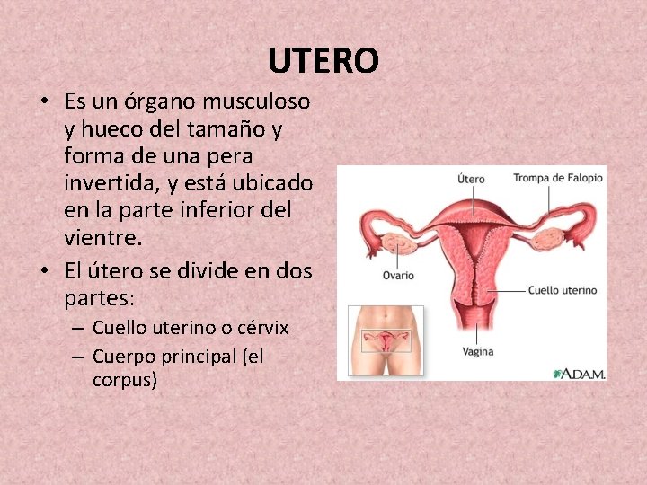 UTERO • Es un órgano musculoso y hueco del tamaño y forma de una