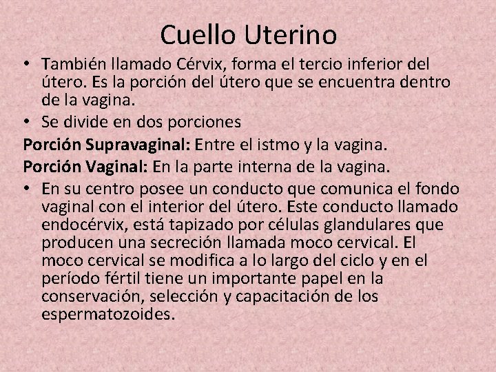 Cuello Uterino • También llamado Cérvix, forma el tercio inferior del útero. Es la