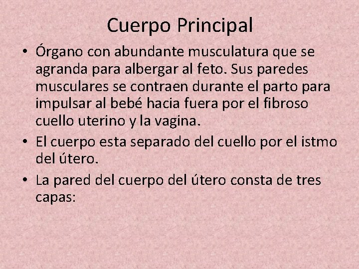 Cuerpo Principal • Órgano con abundante musculatura que se agranda para albergar al feto.