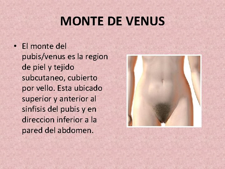 MONTE DE VENUS • El monte del pubis/venus es la region de piel y
