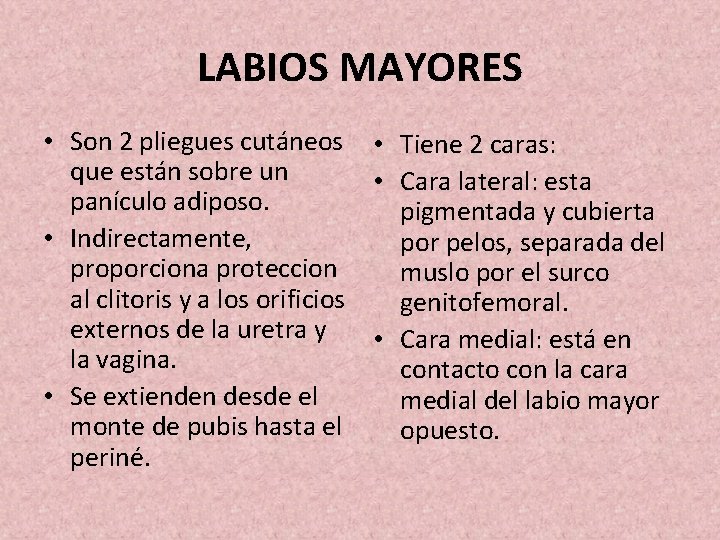 LABIOS MAYORES • Son 2 pliegues cutáneos • que están sobre un • panículo