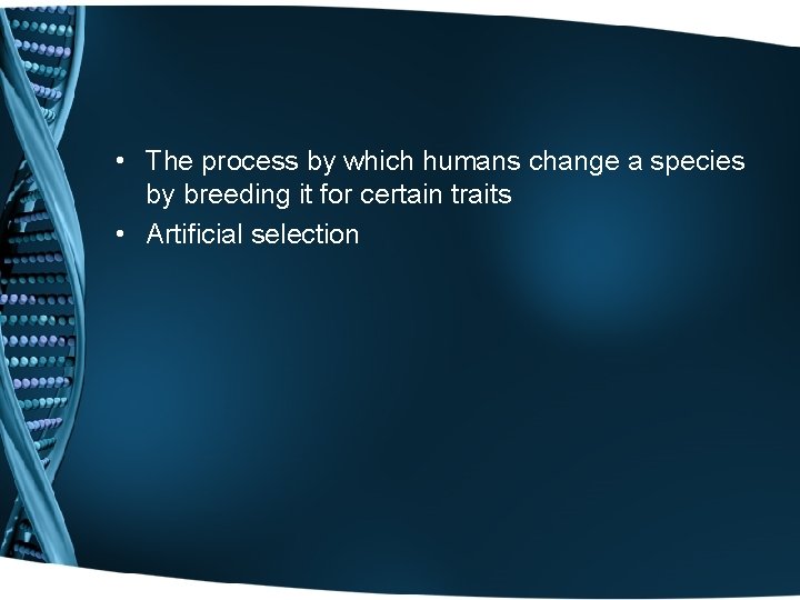  • The process by which humans change a species by breeding it for