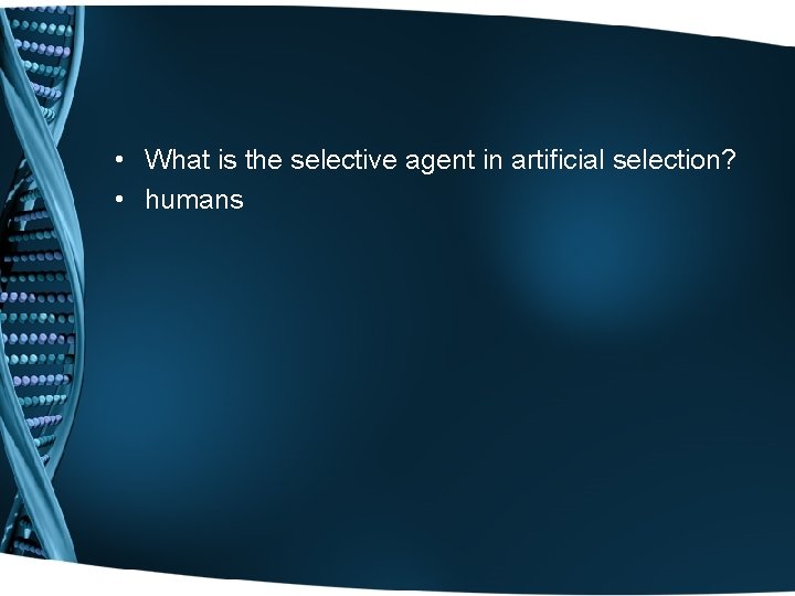  • What is the selective agent in artificial selection? • humans 