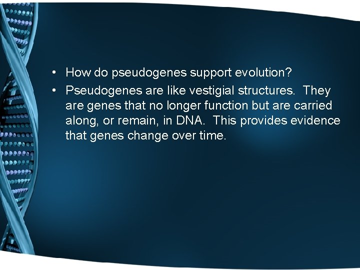  • How do pseudogenes support evolution? • Pseudogenes are like vestigial structures. They