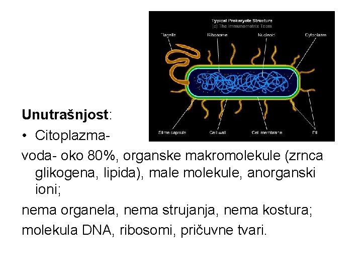 Unutrašnjost: • Citoplazmavoda- oko 80%, organske makromolekule (zrnca glikogena, lipida), male molekule, anorganski ioni;