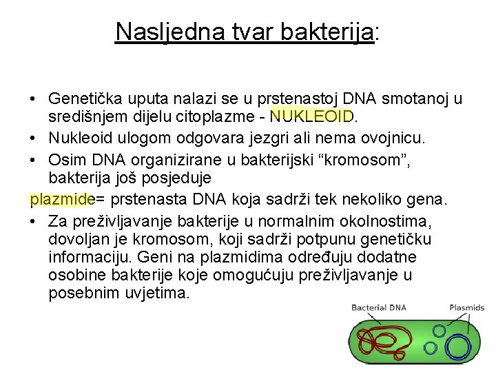 Nasljedna tvar bakterija: • Genetička uputa nalazi se u prstenastoj DNA smotanoj u središnjem