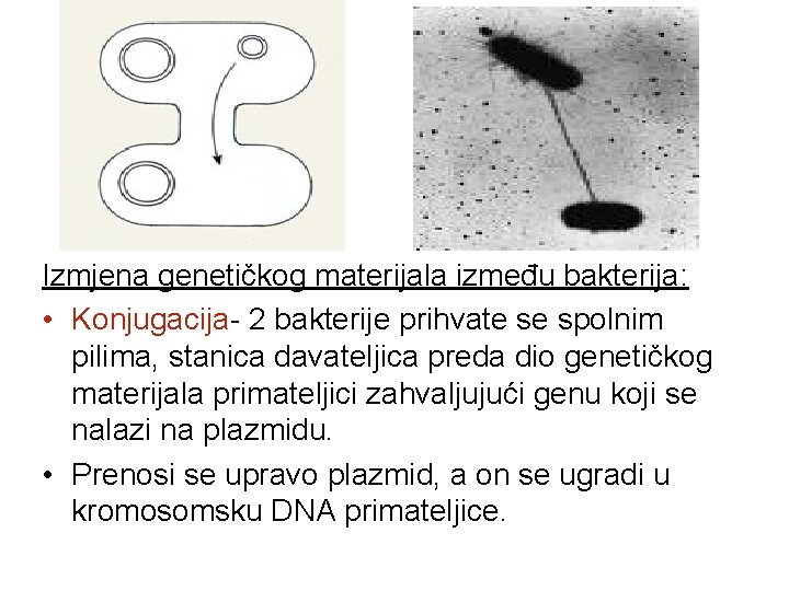 Izmjena genetičkog materijala između bakterija: • Konjugacija- 2 bakterije prihvate se spolnim pilima, stanica