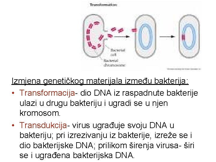 Izmjena genetičkog materijala između bakterija: • Transformacija- dio DNA iz raspadnute bakterije ulazi u