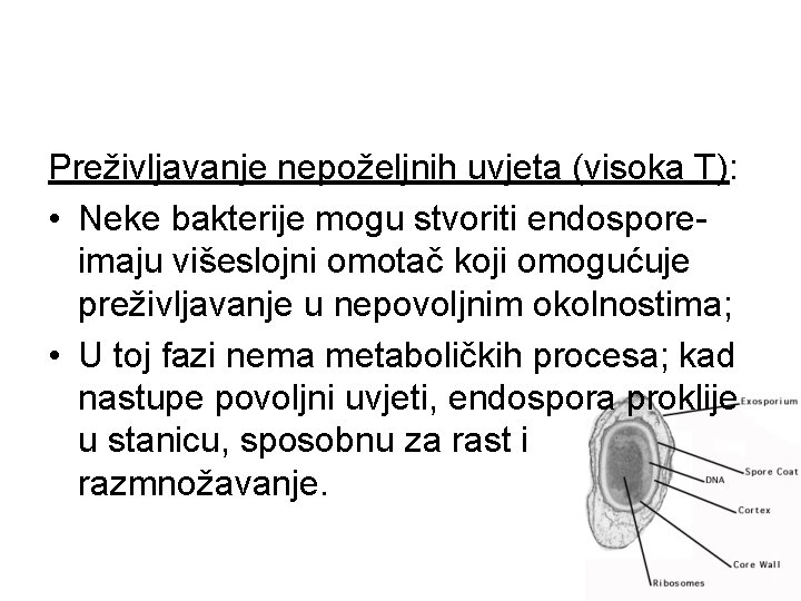 Preživljavanje nepoželjnih uvjeta (visoka T): • Neke bakterije mogu stvoriti endosporeimaju višeslojni omotač koji