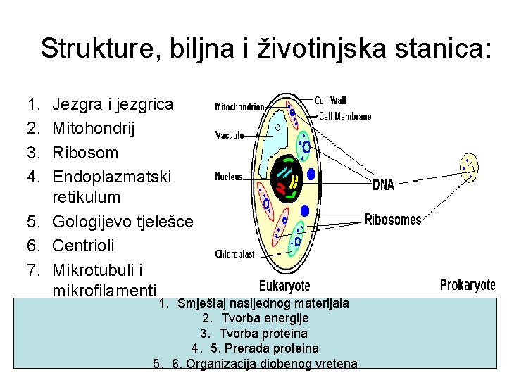 Strukture, biljna i životinjska stanica: 1. 2. 3. 4. Jezgra i jezgrica Mitohondrij Ribosom