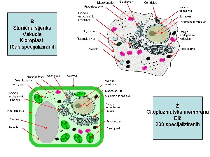 B Stanična stjenka Vakuole Kloroplast 10 ak specijaliziranih • Ž Citoplazmatska membrana Bič 200